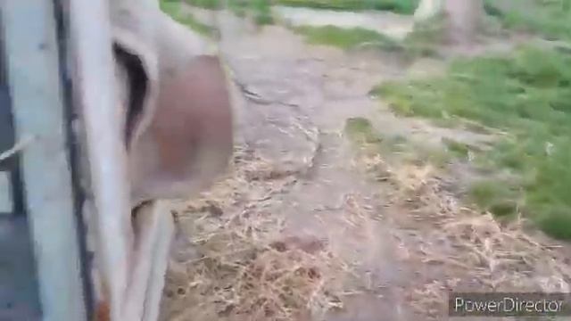 Прощай мой дружок Мухтарка! смотреть онлайн