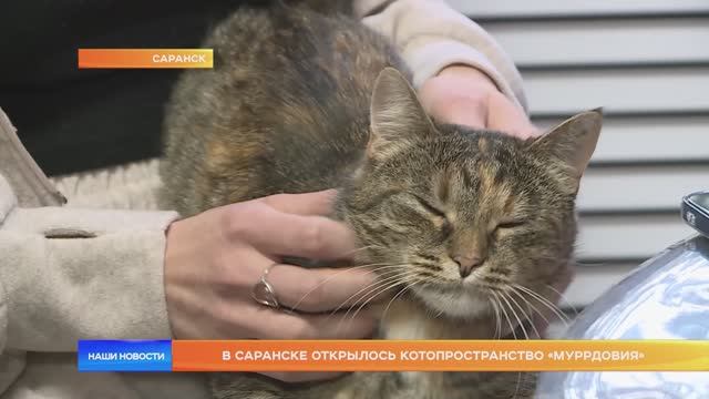 В Саранске открылось котопространство "Муррдовия"