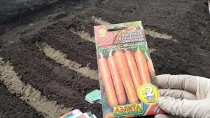 Почему сею морковь в июне? Опоздала с посевом?