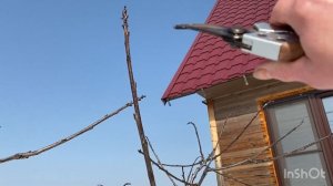Весенняя обрезка черешни в Подмосковье.