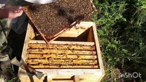 Пчёлы. Рождение пчёл: выход матки и рабочей. Проверка семьи на наличие вышедших маток.