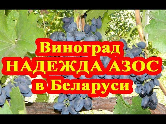 Виноград НАДЕЖДА АЗОС на севере Беларуси -тепличный сорт