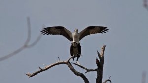Canon 7D Video - Ospreys & the new Sigma 50-500mm f/4.5-6.3 APO DG OS Lens