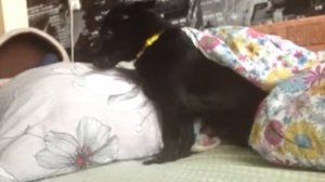 Очень плохая собака