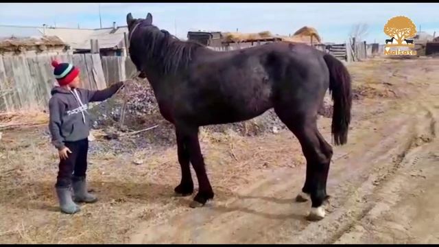 Айғыр сатылады, 8777 785 6298 Павлодар облысы, Май ауданы