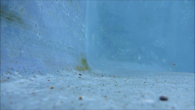 Algae-ZILLA 10" Stainless Steel Algae Brush by SweepEase смотреть онлайн