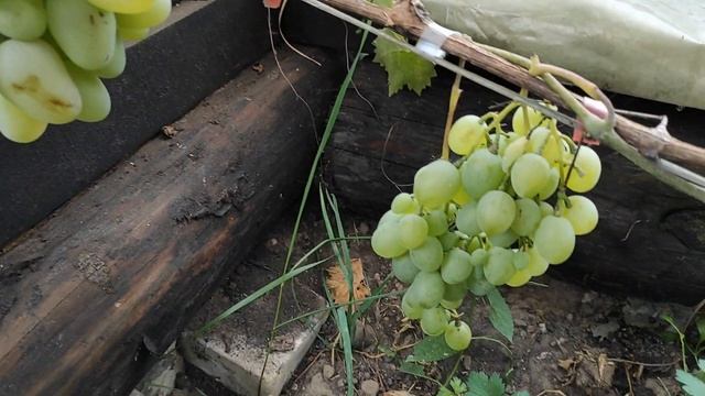 Виноград "Хризолит" (Монарх) Павловского на севере Беларуси.