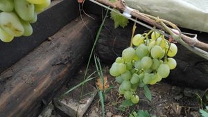 Виноград "Хризолит" (Монарх) Павловского на севере Беларуси.