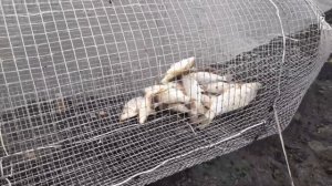 Выращиваем карпа в собственном пруду. Рыбалка. Часть 3.