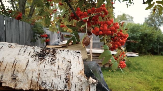 Лесной стороною смотреть онлайн