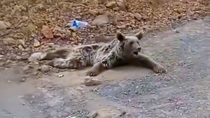 Спасая медведя со сломанной ногой, упавшего со скалы, мужчина встретил неожиданный конец