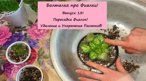 Болталка про Фиалки! Выпуск 13: Пересадка Фиалок! Удаление и Укоренение Пасынков!