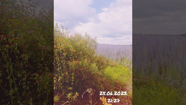 Летняя о Боге смотреть онлайн