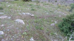 Модкабк Шикор Шикори Кабк Keklik avi tuzakla Охота куропатка Partridge hunting شکار کبک Chukar avi