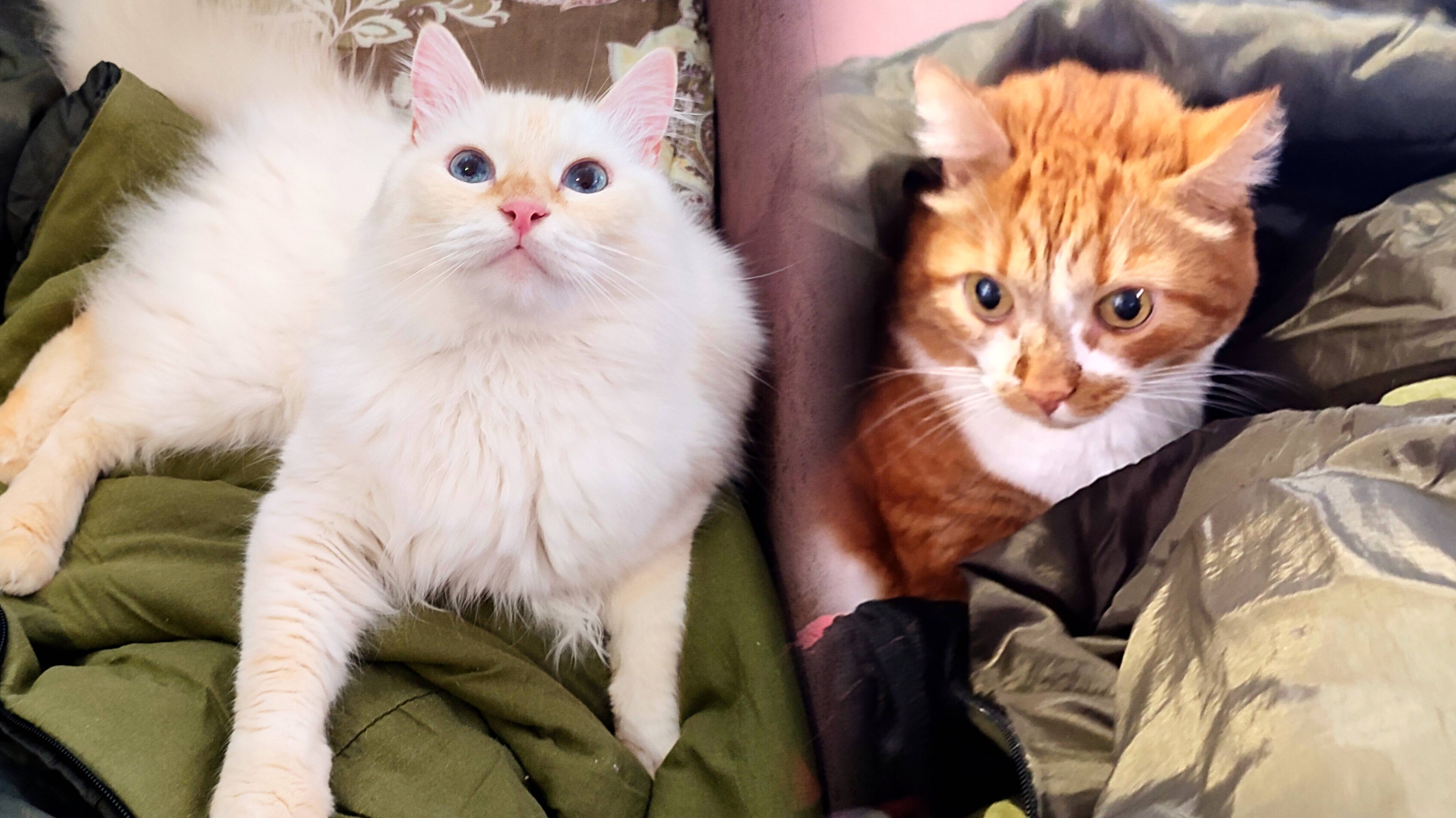 Смотреть коте