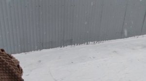 Хроника дня // домашние дела //