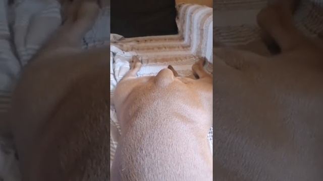 Baby Pet   Cute And Funny Pet Videos #perte #stitch #lucaugo 806