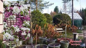 Готовим РОЗЫ к ЗИМЕ Часть1 Розы осенью 2024