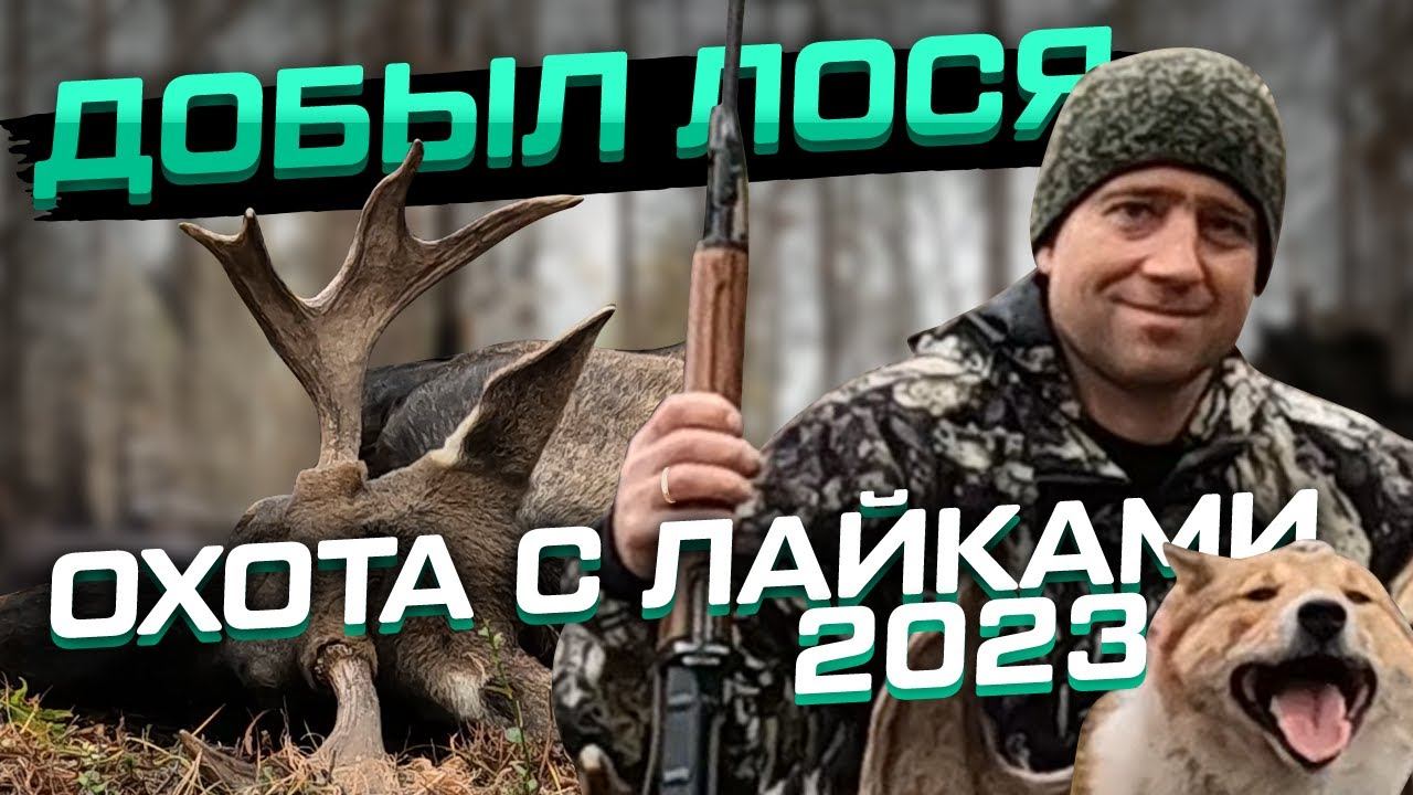 Добыл лося! Охота с лайками 2023 на лося бычка! #охотаналося