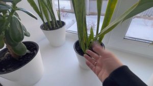 Влог. Нарядила елку. Делаем баню. Декабрь 2024