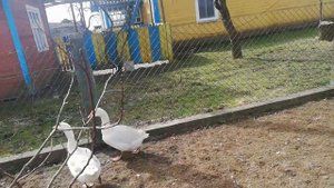 Гуси, утки, индоутки