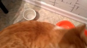 Рыжий кот Лева просит кушать и громко мяукает