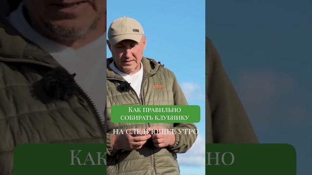 Как правильно собирать КЛУБНИКУ? Сельское хозяйство