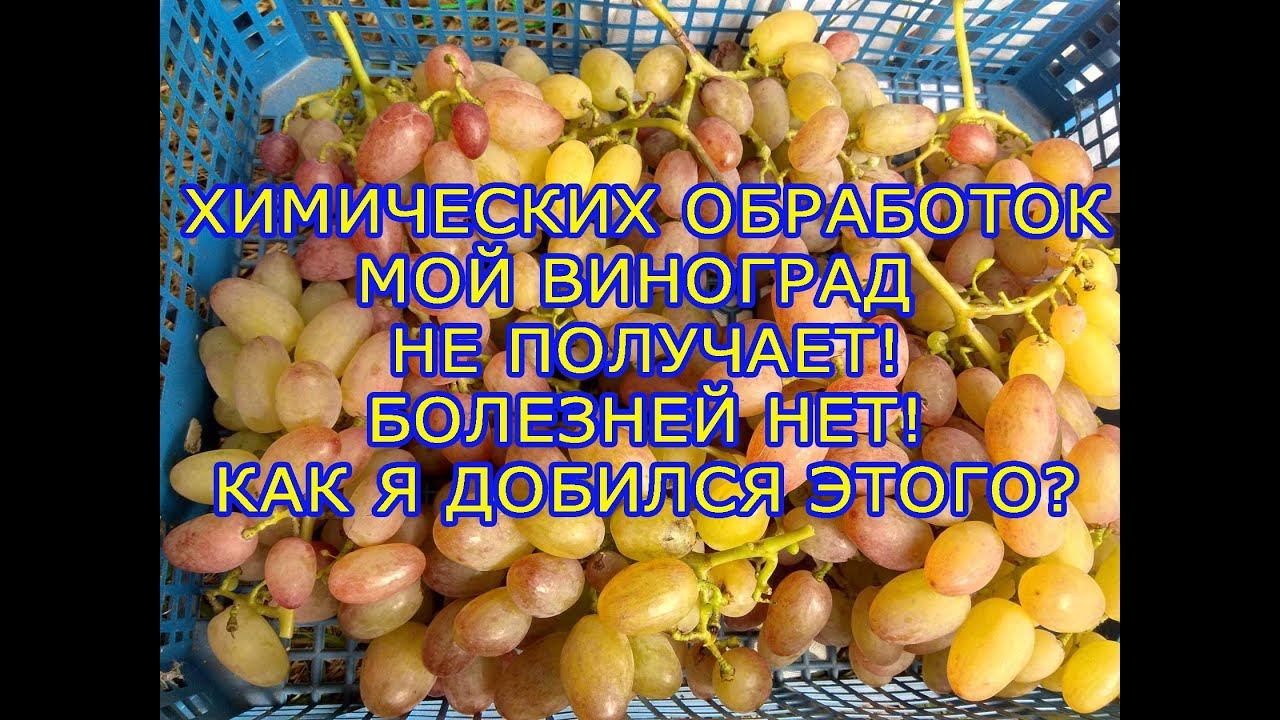 Химические обработки винограда не провожу! Виноград не болеет 8 лет. Как я это делаю? Беларусь.
