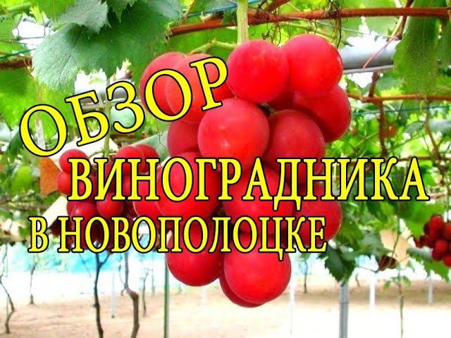 Обзор виноградника. Север Беларуси - Новополоцк. Vineyard overview. North of Belarus - Novopolotsk.
