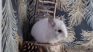 Что делать, если Шиншилла сломала лапу?! Как спасти Шиншиллу!