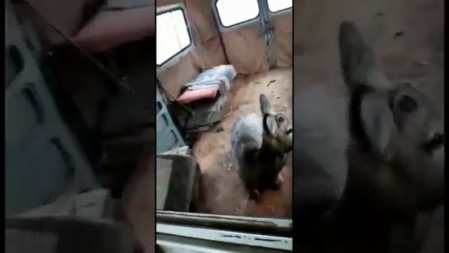 Мужчина отбил косулю у собак и отвез в лес смотреть онлайн