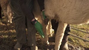 Toenail Trimming Masterclass with Ruby and Wings! | Alpaca Care