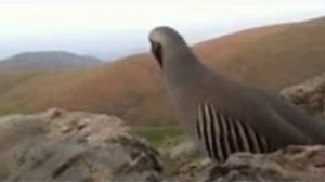 бехтарин кавг