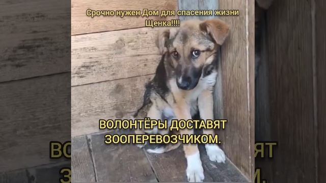подросток-девочка под угрозой усыпления