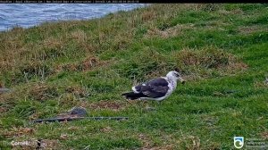 (04.08.2022) Альбатрос и чайка - Albatross and the seagull (#RoyalCam)