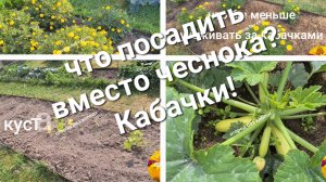 Что посадить после чеснока? Кабачки!