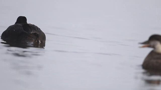 Black Scoter (Melanitta Americana) - американская синьга