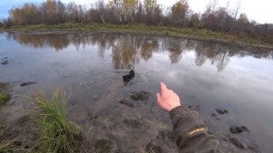 Охота на утку с подхода. Пришлось вместе с собакой доставать добычу с воды )