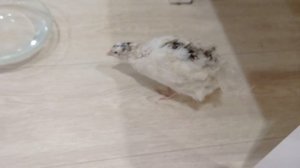 Перепелка в квартире. Уход и содержание. Классный и полезный питомец!