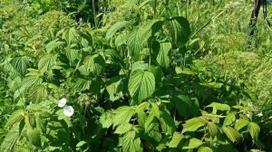 Малина на участке. Сорта "Амира", "Карамелька", "Самохвал"...