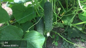 Огурец АРАГОРН F1 / ARAGRON