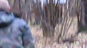 Охота с подхода на кабана