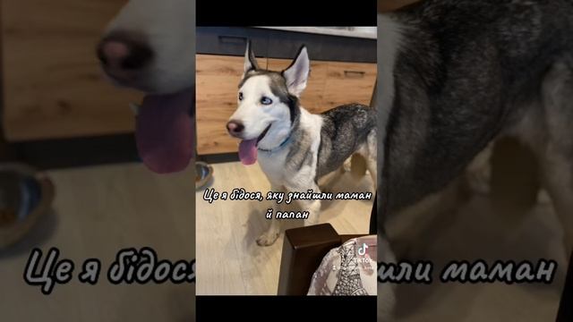 #husky #хаскі  #хаскиголубыеглазки #хаски #оливия #сибирскийхаски #маламут #аляскинскиймаламут