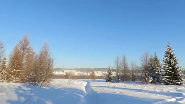 Ёлочки, сосны в ботаническом(Кузбасском)Кемерово