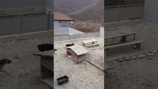 Передержка домашних животных смотреть онлайн