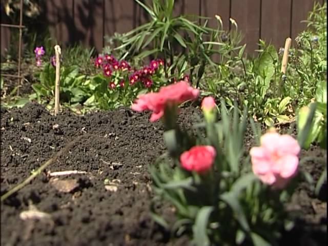 АЛТЫН БАЛЫК. Бакча смотреть онлайн