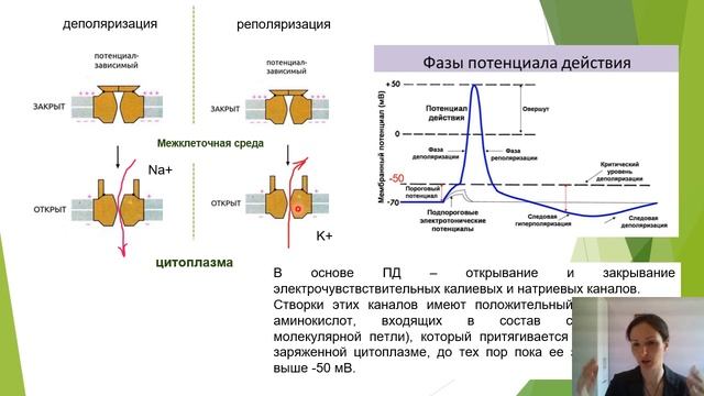 Курс Психофизиология. Лекция 4