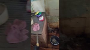 Уничтожение тараканов в коммунальной квартире