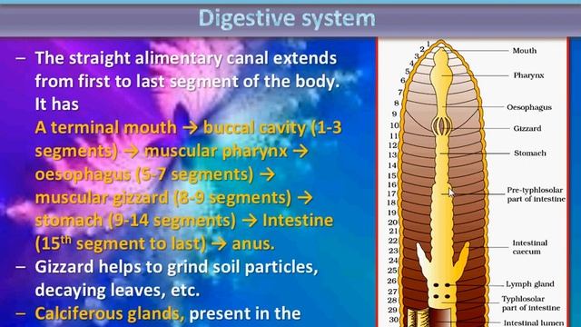 Structural Organization In Animals | Earthworms [Morphology & Anatomy] | Overview | Part 3