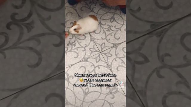 Морская свинка выполняет команды😂  #рекомендации  #морскаясвинка #команды #топ